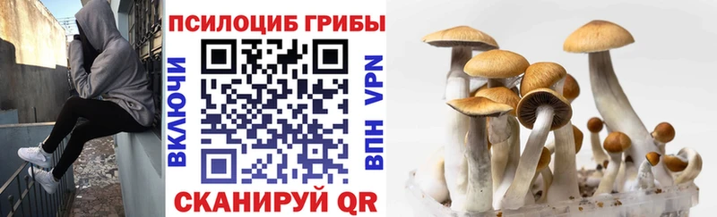 Псилоцибиновые грибы мицелий  сколько стоит  Ессентукская 